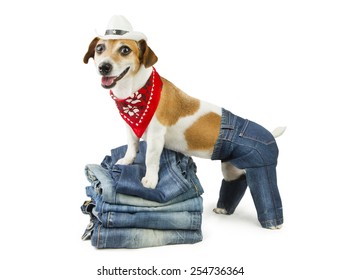 Fashionable happy dog demonstrates coolest designer jeans. Cowboy hat and red bandana
