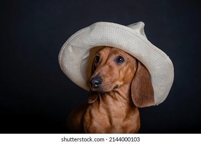 Fashionable Hunting Dog Dachshund Sits In A White Straw Hat On His Head On A Black Background. Studio Photo During A Fashion Show.