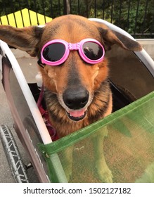 Fashionable And Safety Conscious Dogs Wear Goggles To Protect Their Eyes - And Look Cool Too