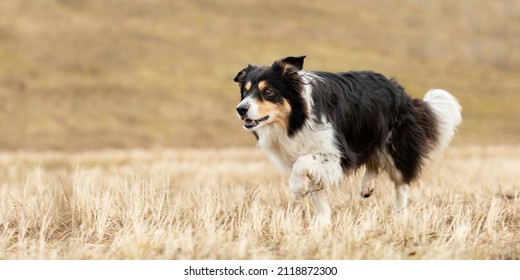 fast border collie is running across a meadow in snowless winter from blurred background