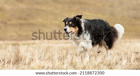 fast border collie is running across a meadow in snowless winter from blurred background