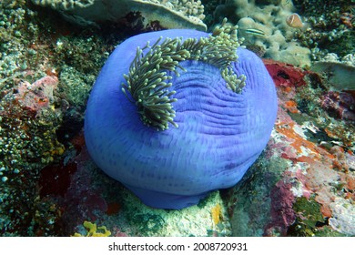 Fast Closed Beautiful Anemone Heteractis Magnifica