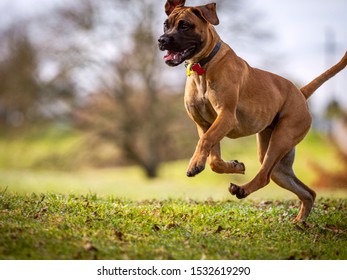 Fast Dog Running On Grass With Tongue Out And Tail Up In Animal Park