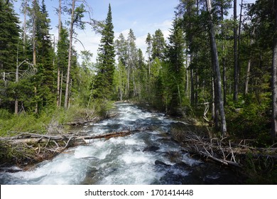 Fast Flowing Lake Creek In Laurance S. Rockefeller Preserve - Grand Teton National Park - Wyoming, USA