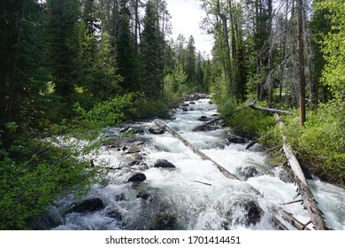 Fast Flowing Lake Creek In Laurance S. Rockefeller Preserve - Grand Teton National Park - Wyoming, USA