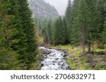 Fast forest stream flowing through coniferous hillside