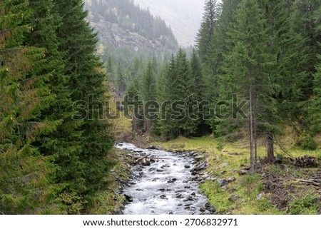 Fast forest stream flowing through coniferous hillside