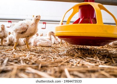 Fast Growing Chicken Standing By The Feeder At Poultry Farm For Industrial Meat Production.