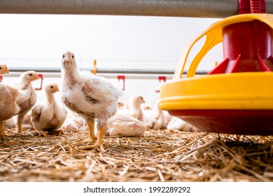 Fast Growing Chicken Standing By The Feeder At Poultry Farm For Industrial Meat Production.