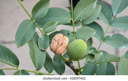 Fast Growing Wallnut Tree With Walnut Fruits