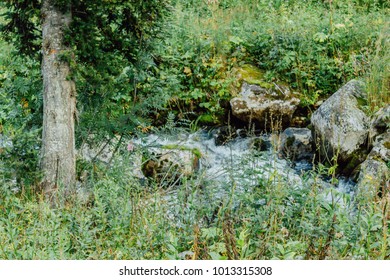 Fast mountain river in rapid flow in the green forest