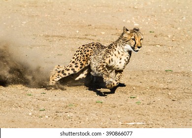 Fast and nimble cheetah - Shutterstock ID 390866077