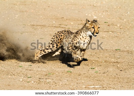 Fast and nimble cheetah