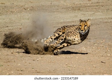 Fast And Nimble cheetah running in wild  - Shutterstock ID 2233147189