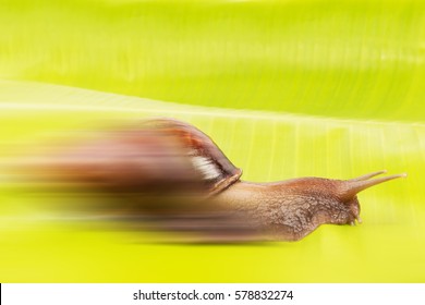 Fast snail speed concept snail with  banana leaf isolated on white background