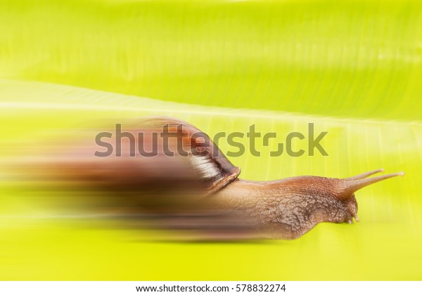白い背景に速いカタツムリ速度のコンセプトのカタツムリとバナナの葉 の写真素材 今すぐ編集