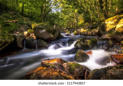 A fast stream in the forest flows over the stones. Cold creek in deep forest. Forest stream water. Forest cold creek flowing