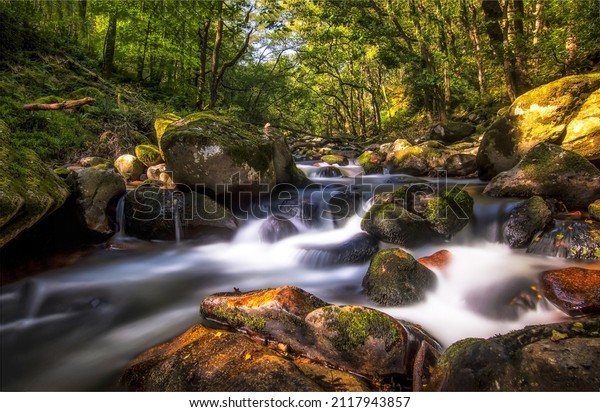 A\
fast stream in the forest flows over the stones. Cold creek in deep\
forest. Forest stream water. Forest cold creek\
flowing