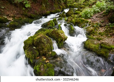 Fast Stream In The Woods