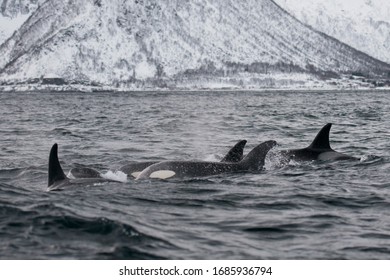 Fast Swiming Orcas In Wavy Norwegian Sea During Winter Time