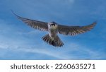 The fastest bird Peregrine falcon in flight