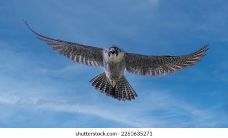 The fastest bird Peregrine falcon in flight - Shutterstock ID 2260635271