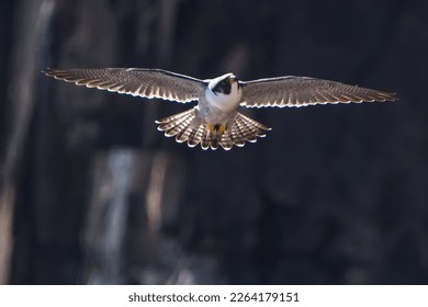 The Fastest Bird - Peregrine Flacon - Shutterstock ID 2264179151