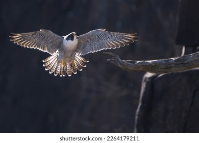 The Fastest Bird - Peregrine Flacon - Shutterstock ID 2264179211