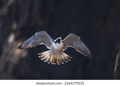 The Fastest Bird - Peregrine Flacon - Shutterstock ID 2264179233