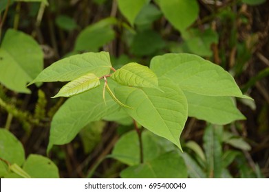 The fast-growing, invasive, plant Japanese knotweed or "Polygonum cuspidatum" or "Fallopia japonica" - Shutterstock ID 695400040