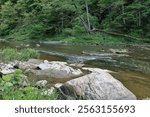 The fast-moving water of this stream passes along a rocky bank. Dense forest can be seen on the other side.