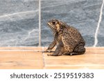 Fat Asian common toad or Black-spined toad - Duttaphrynus melanostictus at around the house on the tile floor porch.