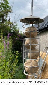 Fat Balls For Birds In A Hanging Metal Cage Bird Feeder Ready To Attract Birds To A Garden