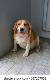 Fat Beagles Dog