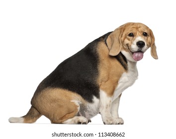 Fat Dog Portrait High Res Stock Images Shutterstock