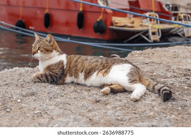Fat big cat lounge by the waters edge near colorful boats in a serene harbor. Turkish port in Fethiye