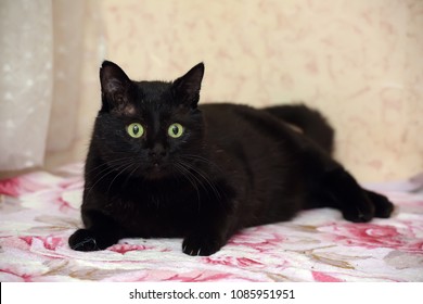 Fat Black Bombay Cat