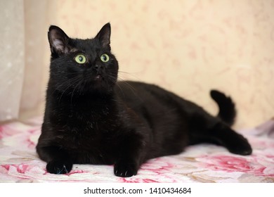 Fat Black Bombay Cat Close Stock Photo 1410434684 | Shutterstock