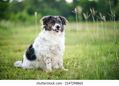 Fat Black White Striped Dog Sitting Stock Photo 2147298865 | Shutterstock