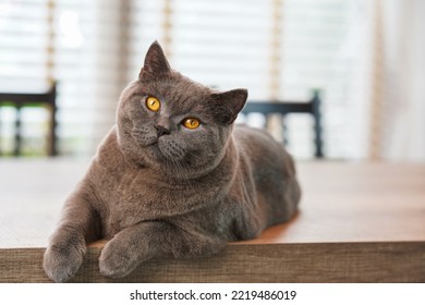 A fat Blue British Shorthair cat is resting on a wooden table. 