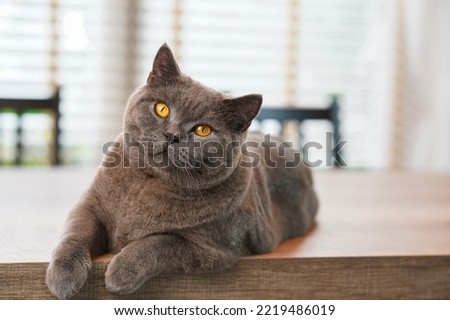 A fat Blue British Shorthair cat is resting on a wooden table. 