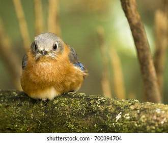 Fat Bluebird On A Branch