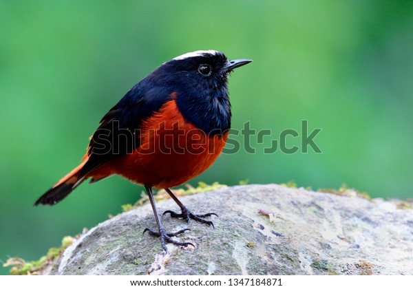 Fat bright\
brown and black bird with white feathers marks on his head calmly\
sitting on big rock in stream near waterfall, White-capped water\
redstart (Phoenicurus\
leucocephalus)
