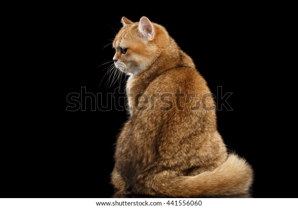 Fat British Breed Cat Gold Chinchilla Stock Photo Edit Now 441556060