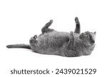 A fat British cat lies on his back with his paws raised on a white background. Overweight Scottish cat posing funny, pet obesity.