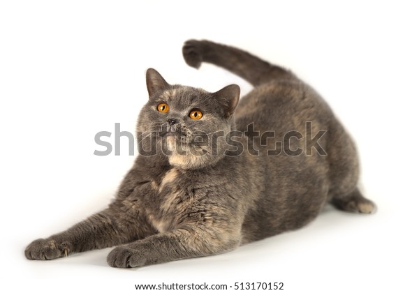 Fat British Cat On White Background Stock Photo Edit Now 513170152