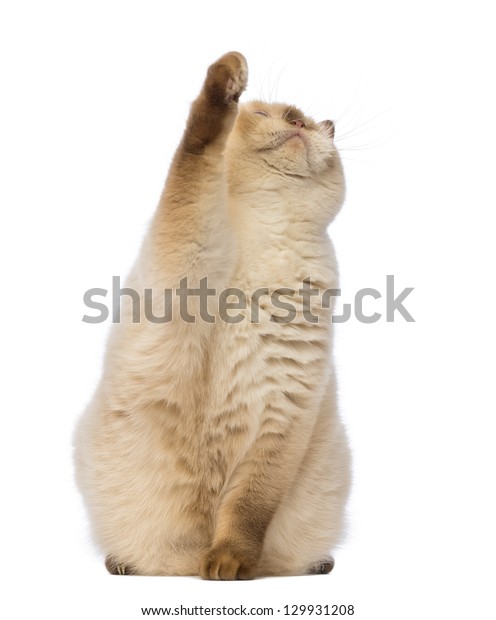 Fat British Shorthair 25 Years Old Stock Photo Edit Now 129931208