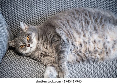 6,002 Fat lazy cat Images, Stock Photos & Vectors | Shutterstock