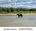 Fat brown bear wading through fresh Alaskan streams in search of salmon