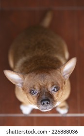 Fat Brown Chihuahua dog looking up